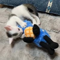 ぬいぐるみを抱えて後ろ足で蹴る子猫