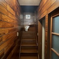 階段の真ん中で振り返る猫の姿
