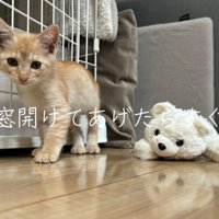 ケージの前の子猫