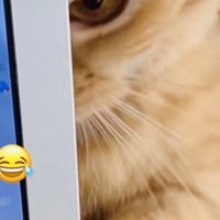 ノートパソコンの後ろで怒っているミックス猫