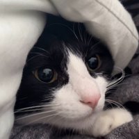 男性に抱きしめられる猫