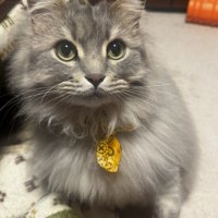 座って上目遣いで飼い主を見る猫