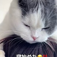 飼い主の頭の上で眠り始める猫