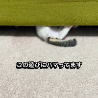 ソファの下で遊ぶ子猫