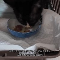 ごはんを食べる子猫