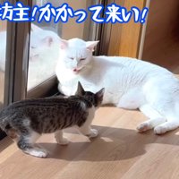 かかって来い！
