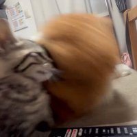 転がる成猫