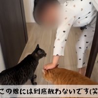 猫二匹と遊ぶ子ども
