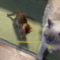 おもちゃを咥える猫とじゃれつく子猫2