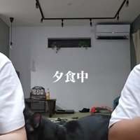 突撃する猫