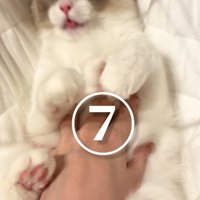 おなかをなでられる猫