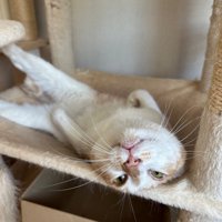 キャットタワーでへそ天でくつろぐ猫