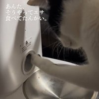 何度も給餌器の穴をかき出す猫