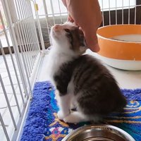 頭をなでられる子猫