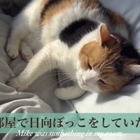 先にくつろいでいるミケ