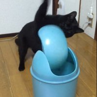 激しいパンチをする猫