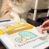 エアホッケーの自分のゴールを見つめる猫