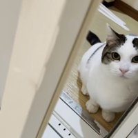お風呂の入り口にいる猫