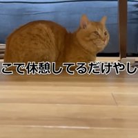 ここで休憩してるだけやし？