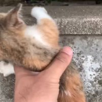 落ちてしまった子猫