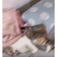 暴れている猫