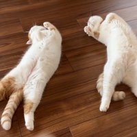 同じポーズの2匹の猫
