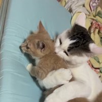 子猫を抱きしめている猫