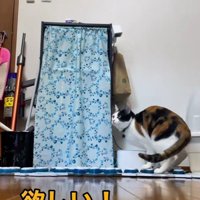 ボタンを押す猫