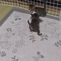 迫ってくる猫を見ている猫