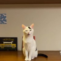 飼い主を見て鳴き声をあげる猫