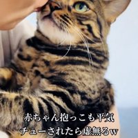 飼い主さんに抱っこされながらキスされる兄ベンガル