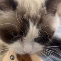 おもちゃを咥えている猫