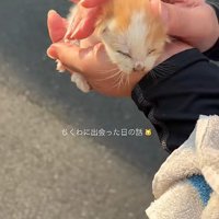 てのひらにのった子猫