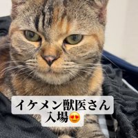 座っている猫の顔