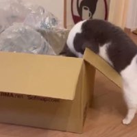 ダンボールに入ろうとしている猫