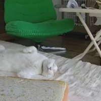 ペットカメラにうつる猫