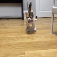 全速力なうなぎちゃん