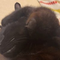 先住猫さんに顔をうずめるちこちゃん