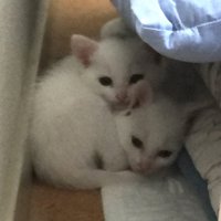 隅っこで固まる2匹の子猫