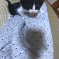 登る姿
