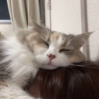 うっとりとした顔で飼い主の頭に顔を乗せる猫