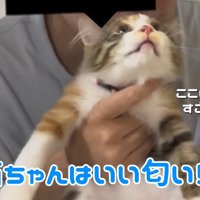 テロップ「猫ちゃんはいい匂い!!!」