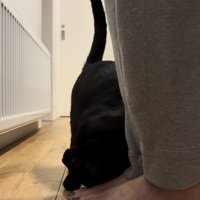 ママさんの足にスリスリする黒猫