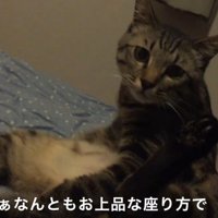 足を広げる猫