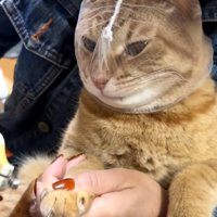 爪を切られる猫