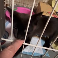 人の指を噛む子猫