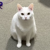 座ってじっと見つめている白猫