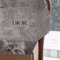 箱の中から飼い主を見つめる猫