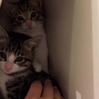 郵便受けに隠れる2匹の猫