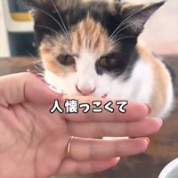制止される猫
